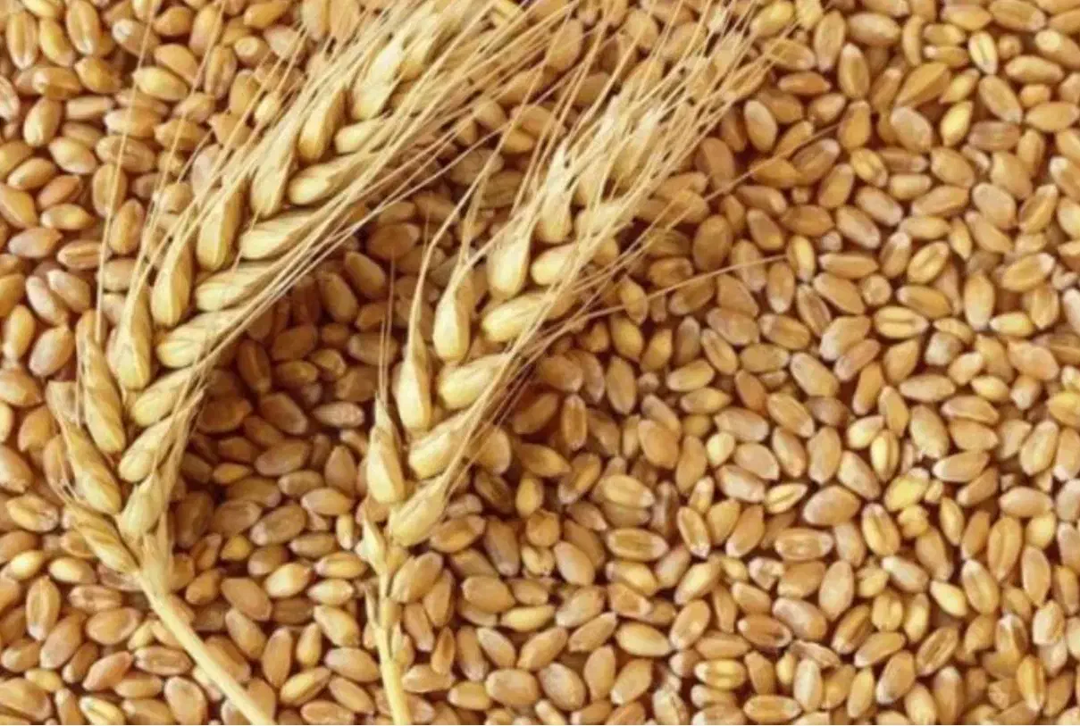 بذر گندم جام (دیمی)|عمدهفروشی|اشنویه, |دیوار