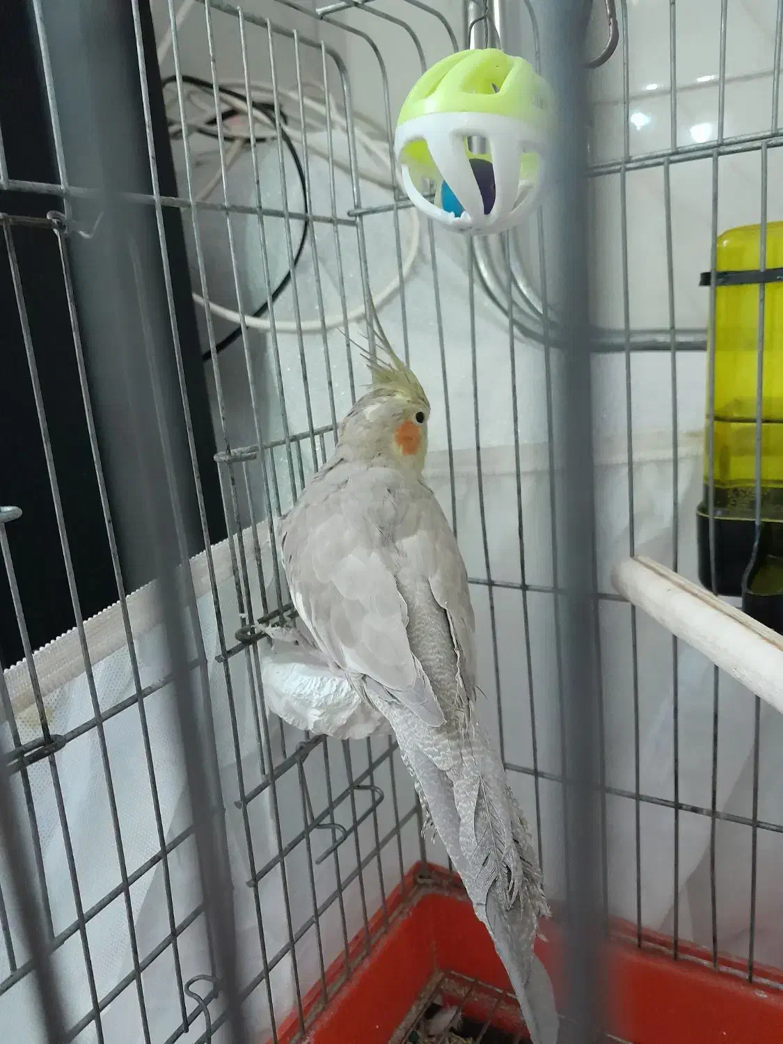 عروس هلندی|پرنده|محمدشهر, جعفرآباد|دیوار