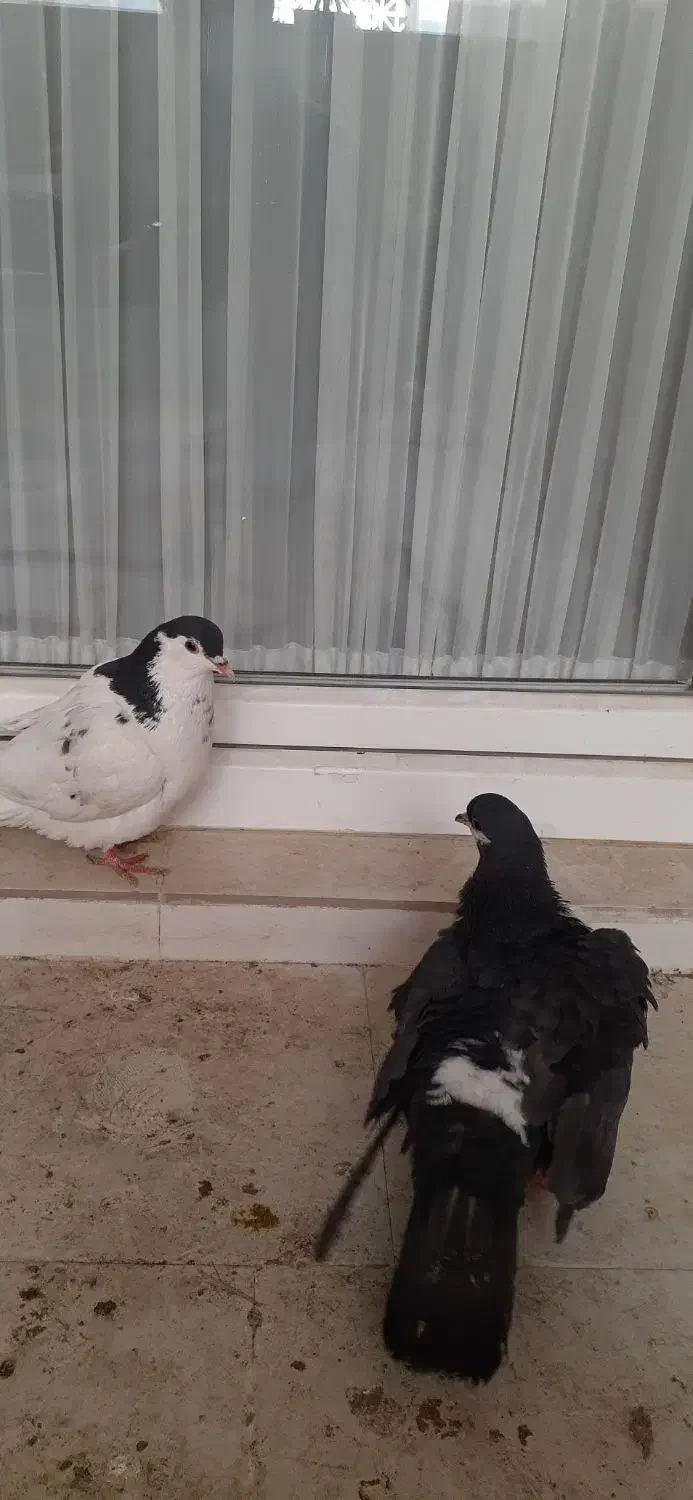 کفتر  صید پرشی کبوتر|پرنده|مشهد, امیریه|دیوار