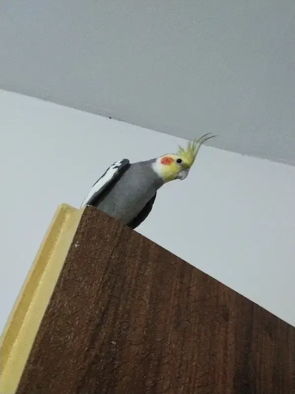 عروس هلندی|پرنده|شیروان (خراسان), |دیوار