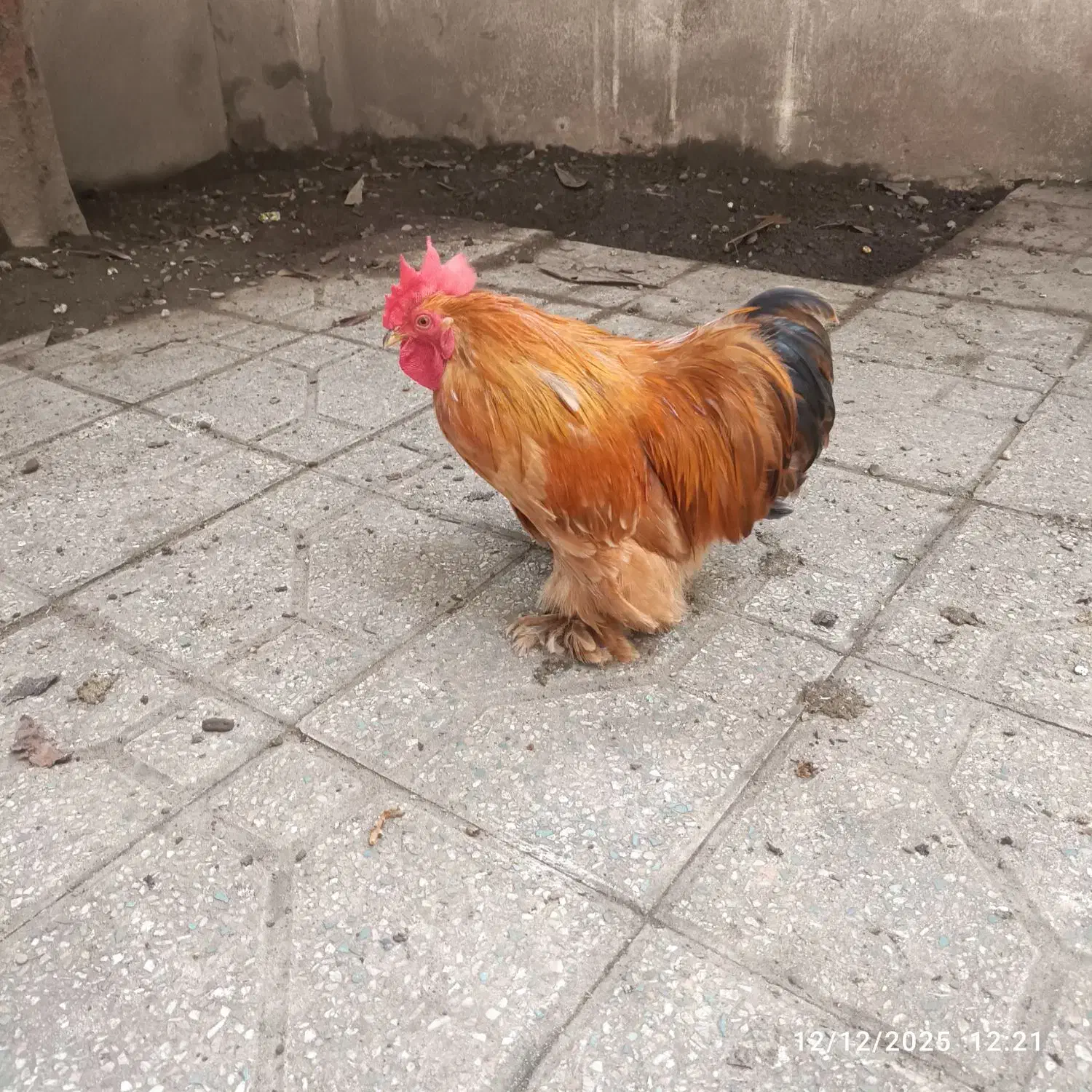 خروس کوشین|حیوانات مزرعه|رشت, سلیمانداراب|دیوار