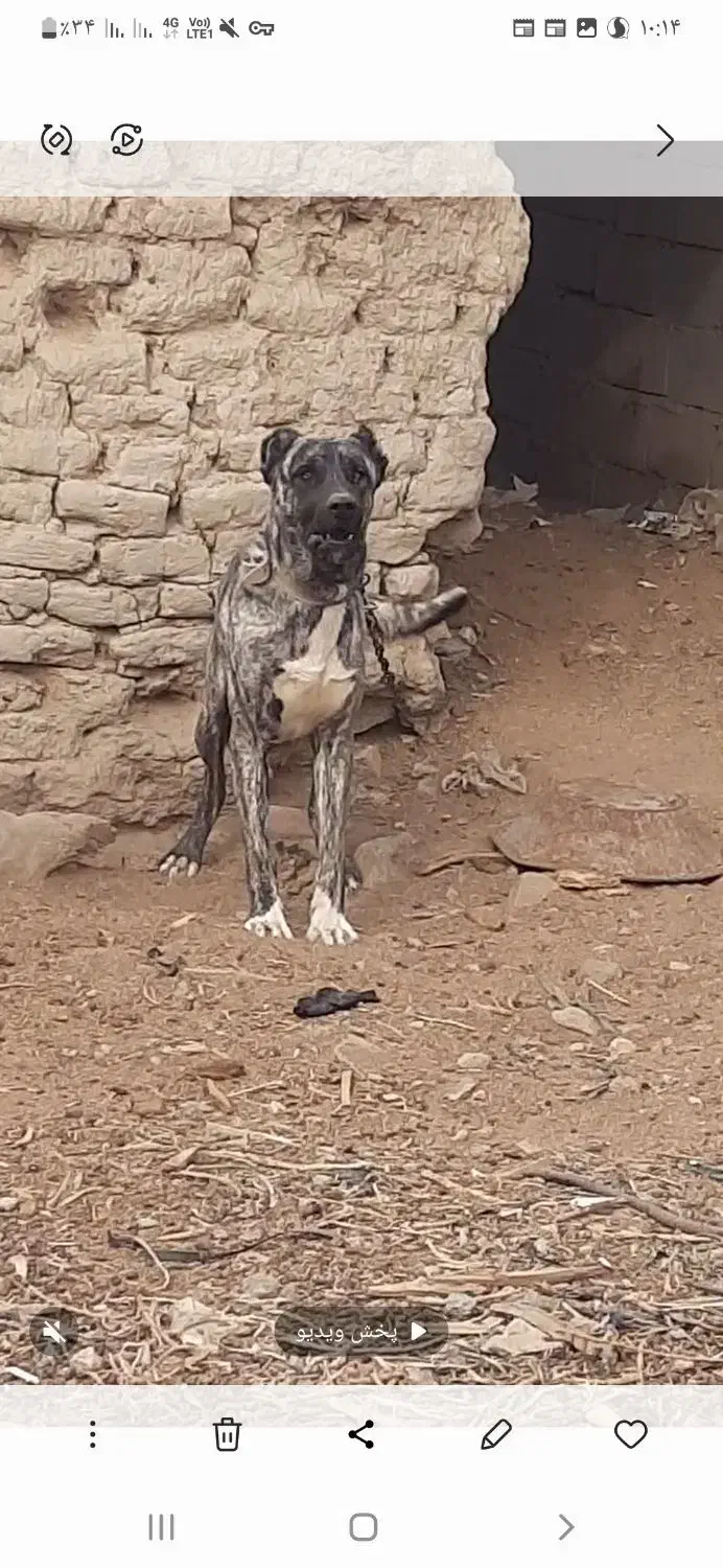 سگ افغان|سگ|هامون, |دیوار