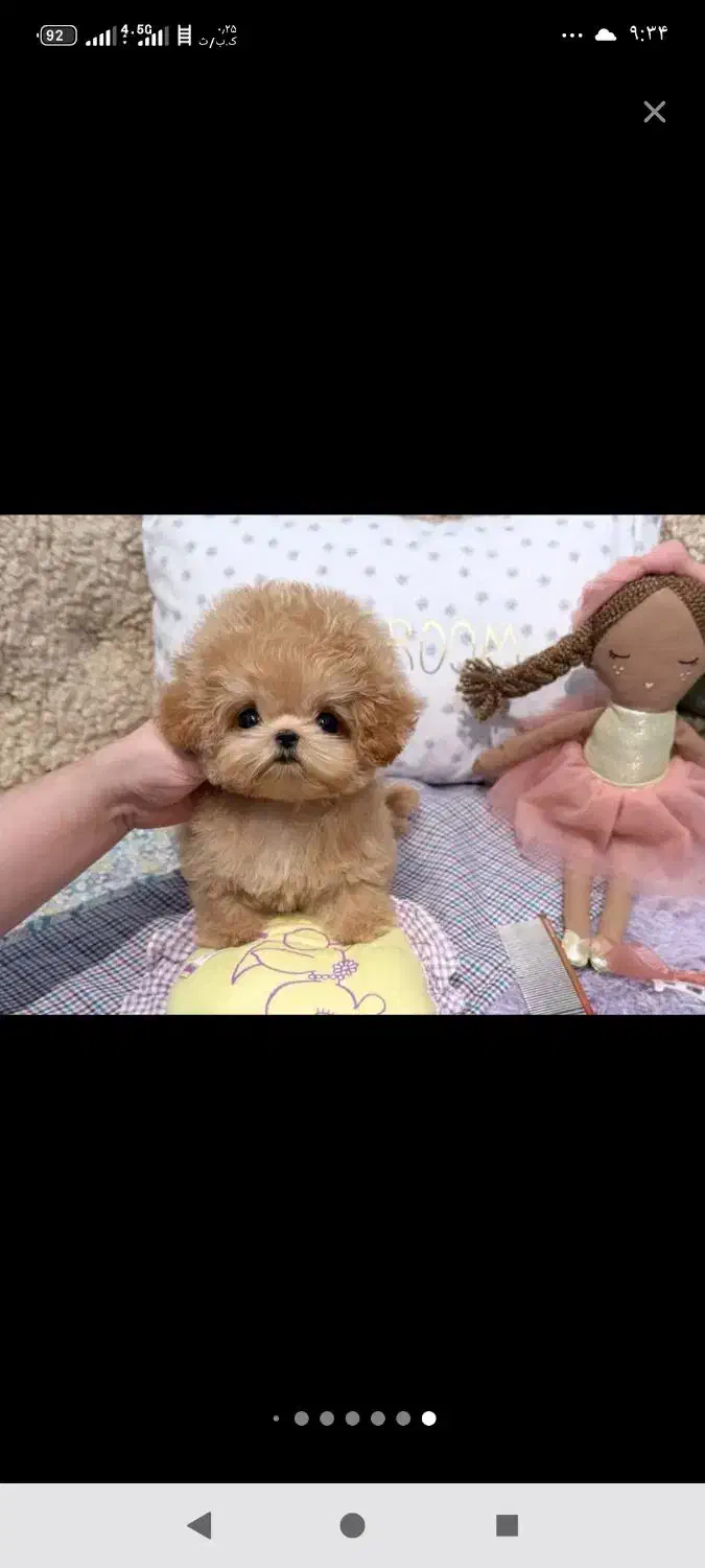 شیتزو توله پامرین عروسکی روباهی|سگ|شیراز, درکی|دیوار