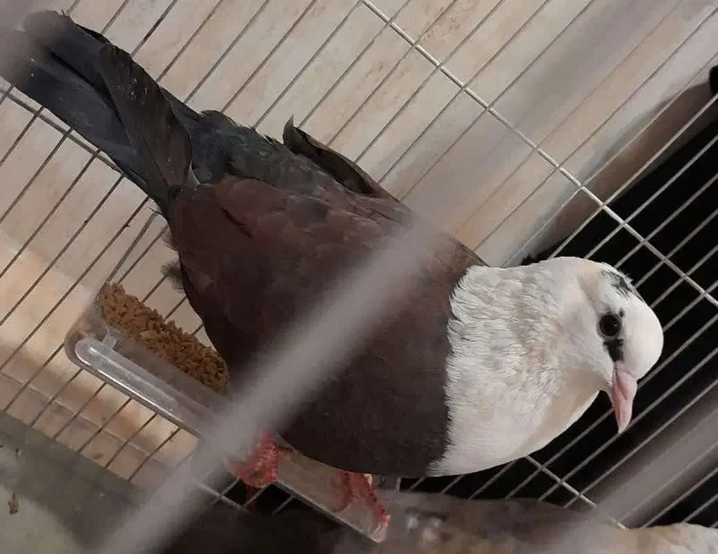 کبوتر گمشده|حیوانات|لنجان, |دیوار