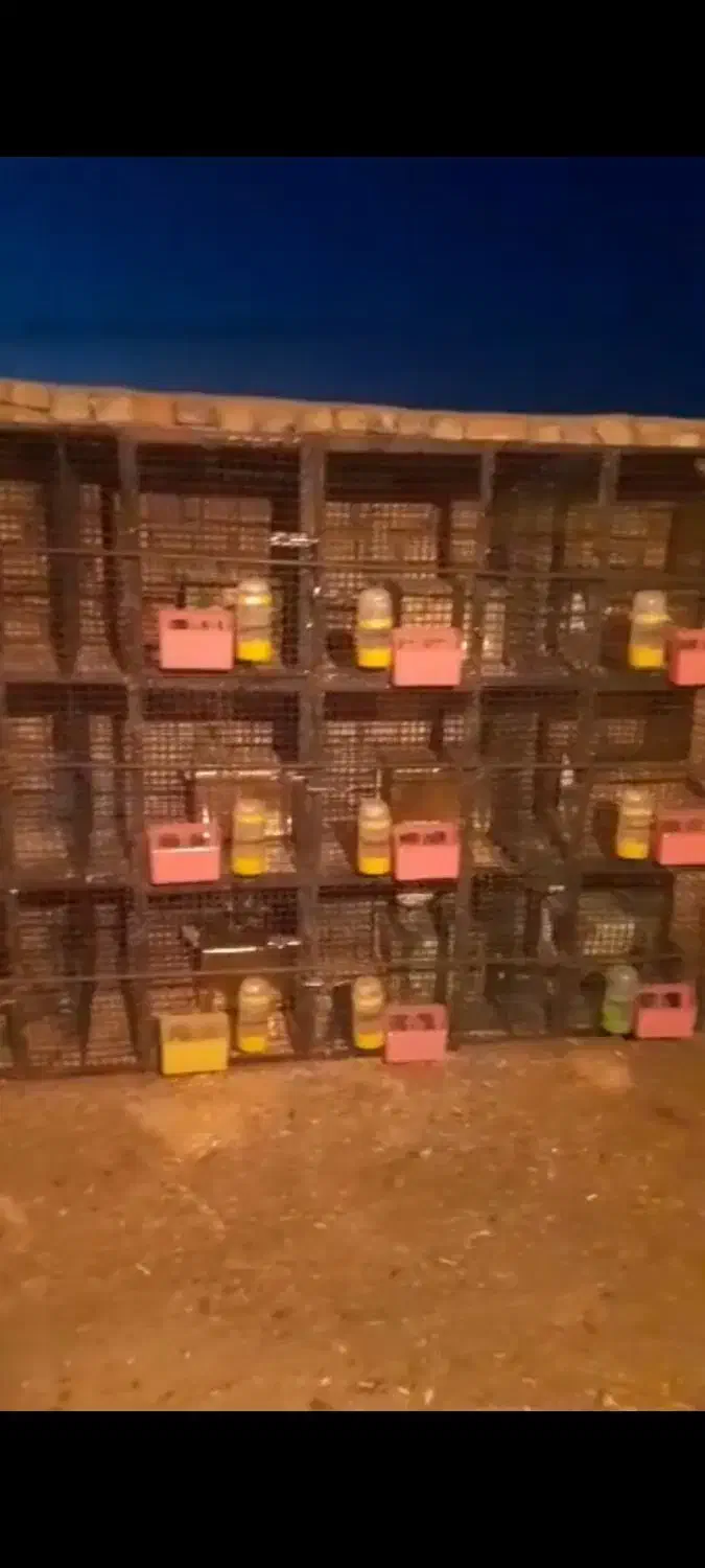 قفس آهنی کامل برایه کبوتر جوجه گیری.|لوازم جانبی حیوانات|فولادشهر, زاینده رود|دیوار