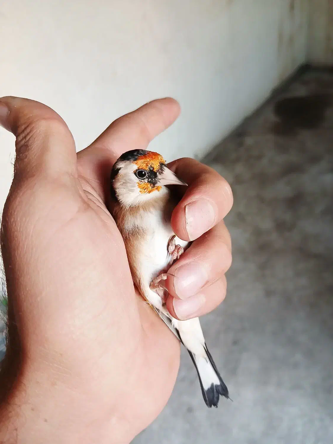 سهره و سهره قناری|پرنده|تهران, شهرک رضویه|دیوار