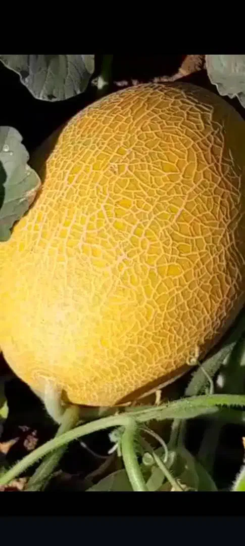 خربزه و هندوانه تازه‌چین با قیمت استثنایی|خدمات باغبانی و درختکاری|شوش, |دیوار