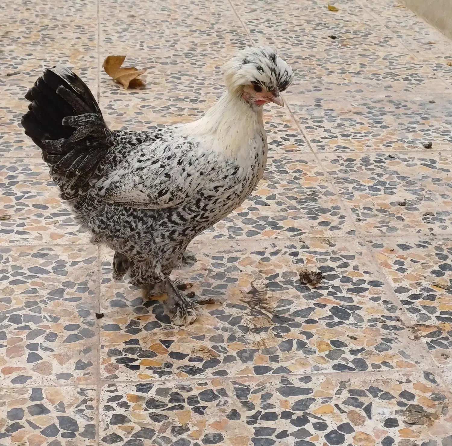 مرغ و خروس لهستانی|حیوانات مزرعه|کهک, |دیوار