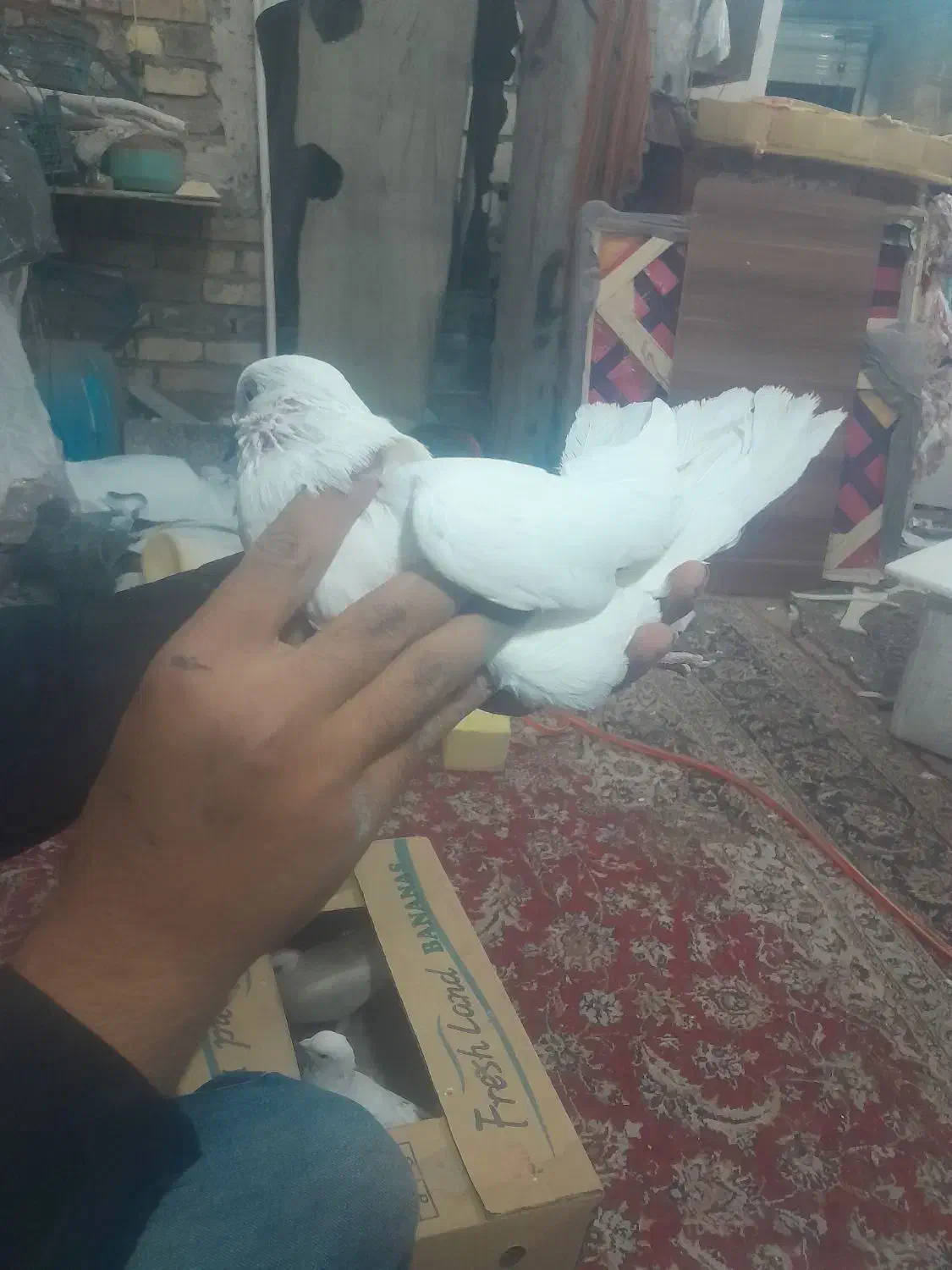 شهرستانی‌کفتر|پرنده|قم, شهرک امام حسین|دیوار