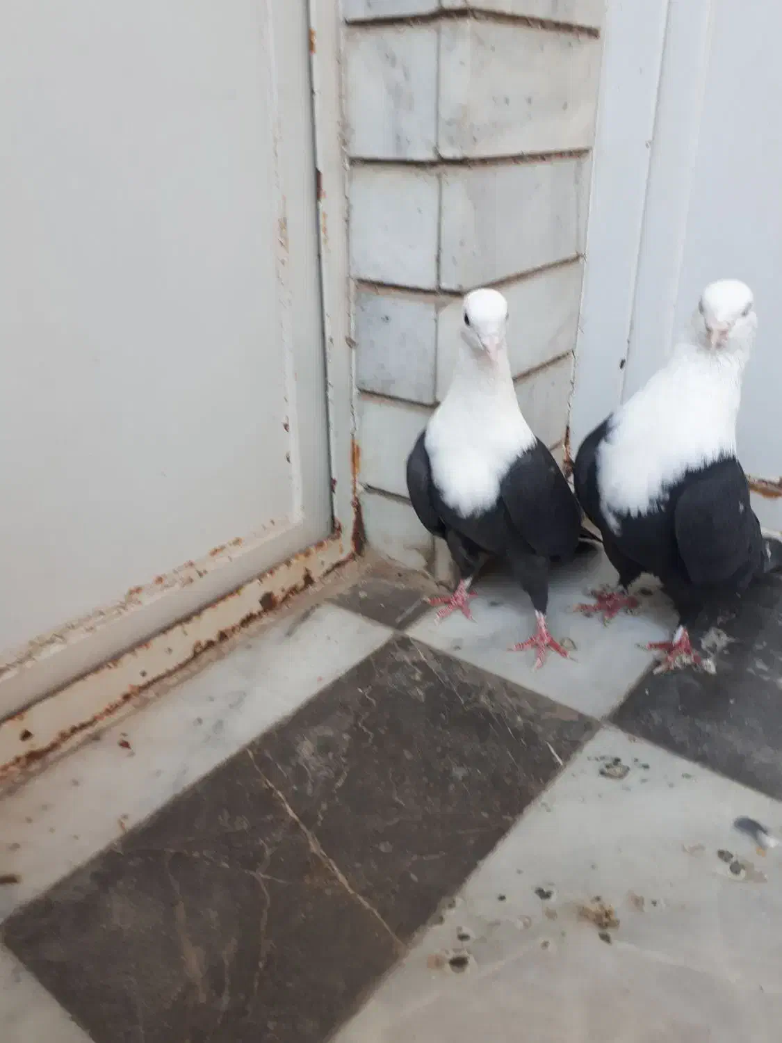 کربلایی سیاه|پرنده|گنبد کاووس, |دیوار