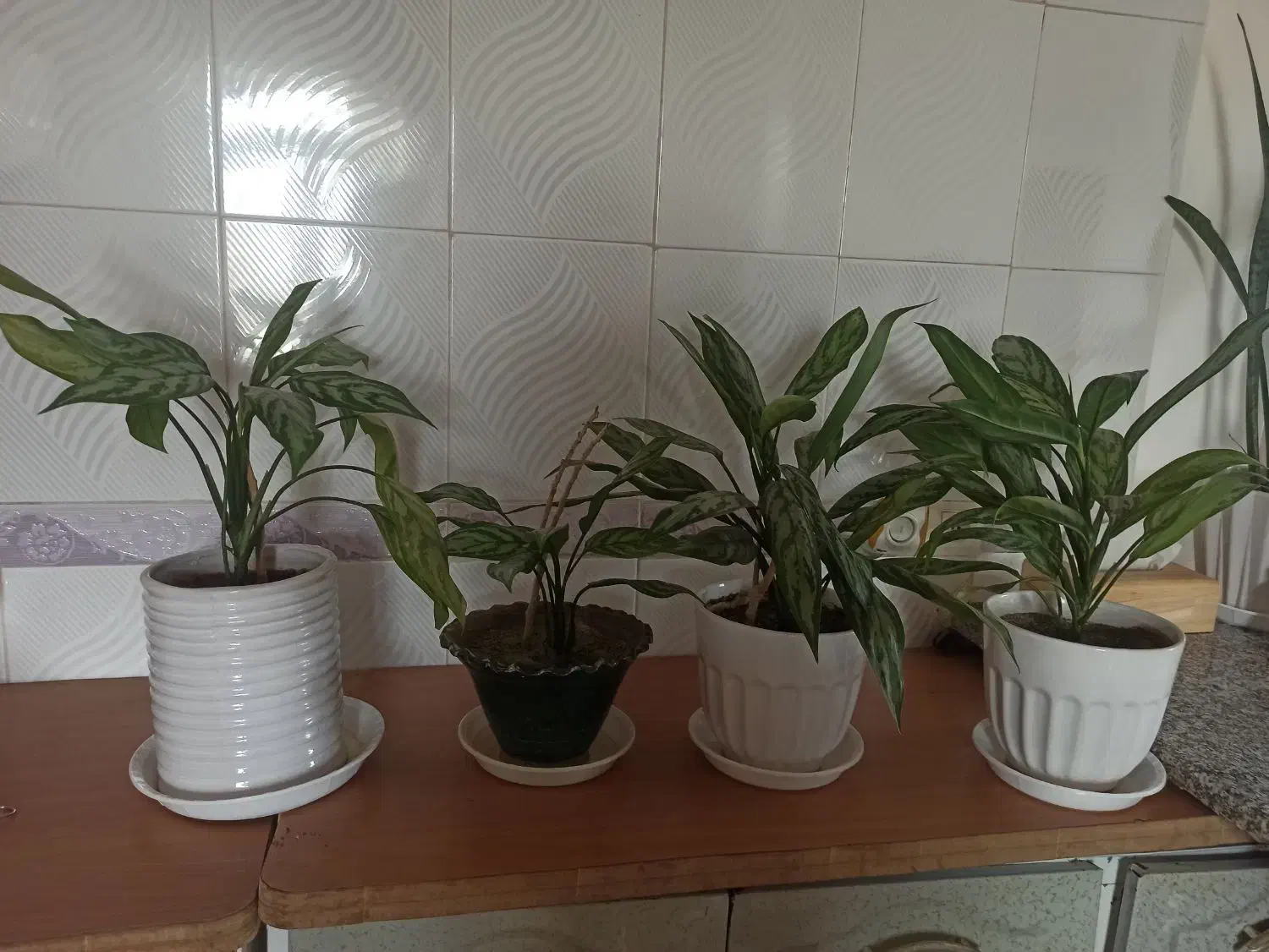 گل طبیعی|گل و گیاه طبیعی|چهاردولی, |دیوار