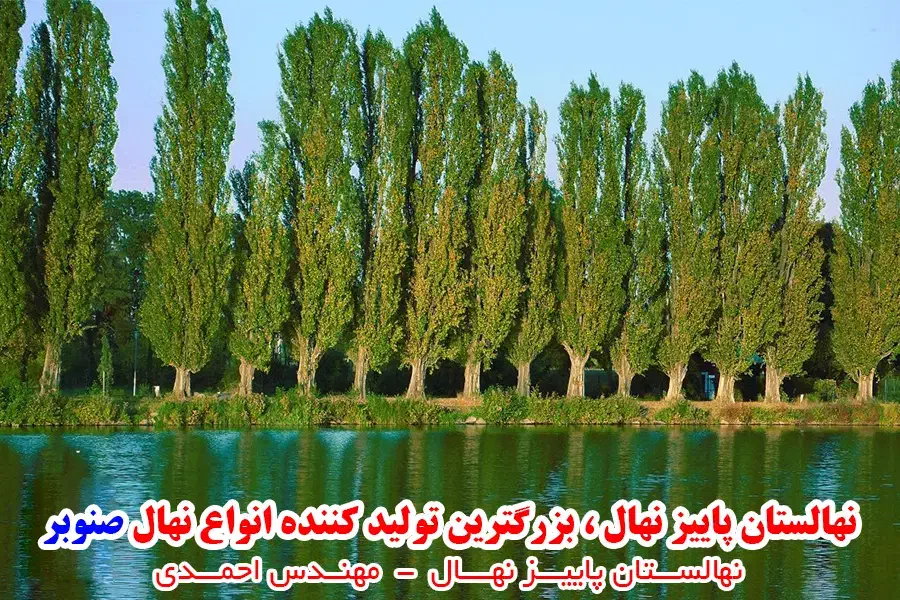 توزیع انواع نهال صنوبر سفید ترکیه، نگرا، کبوده و|خدمات باغبانی و درختکاری|شهرکرد, |دیوار