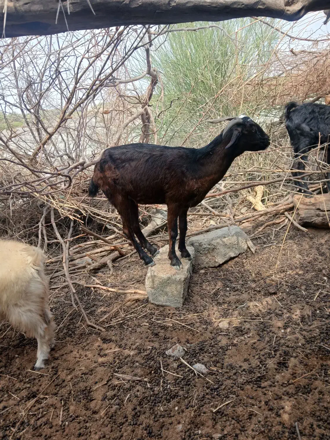 گوسفند فروشی شهرستان فاریاب|حیوانات مزرعه|کهنوج, |دیوار