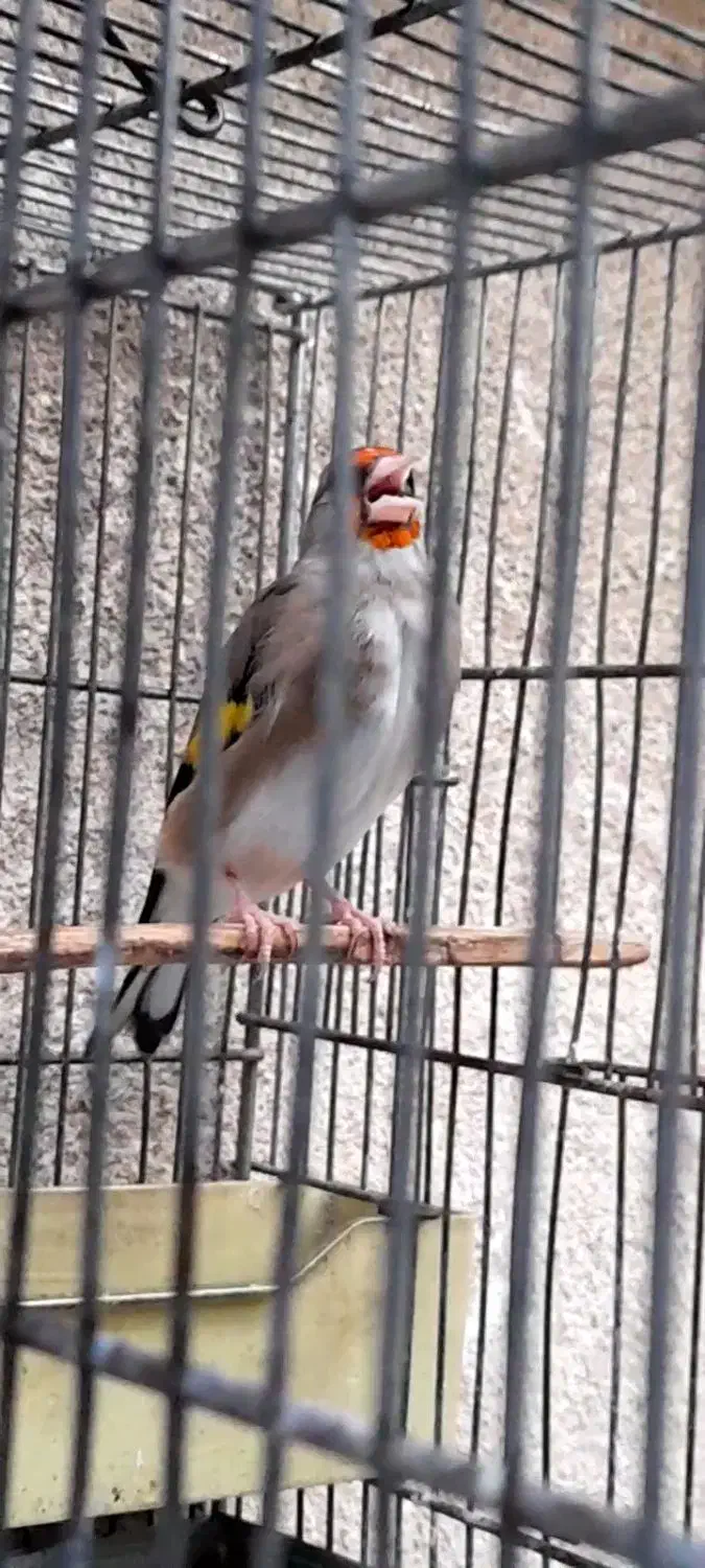 سهره دورگ کرمونی نشون دار|پرنده|تهران, تهرانپارس شرقی|دیوار