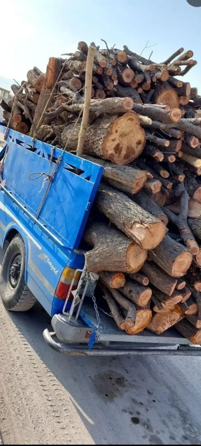 خرید چوب با بالاترین قیمت تسویه سر باسکول|خدمات باغبانی و درختکاری|زنجان, |دیوار