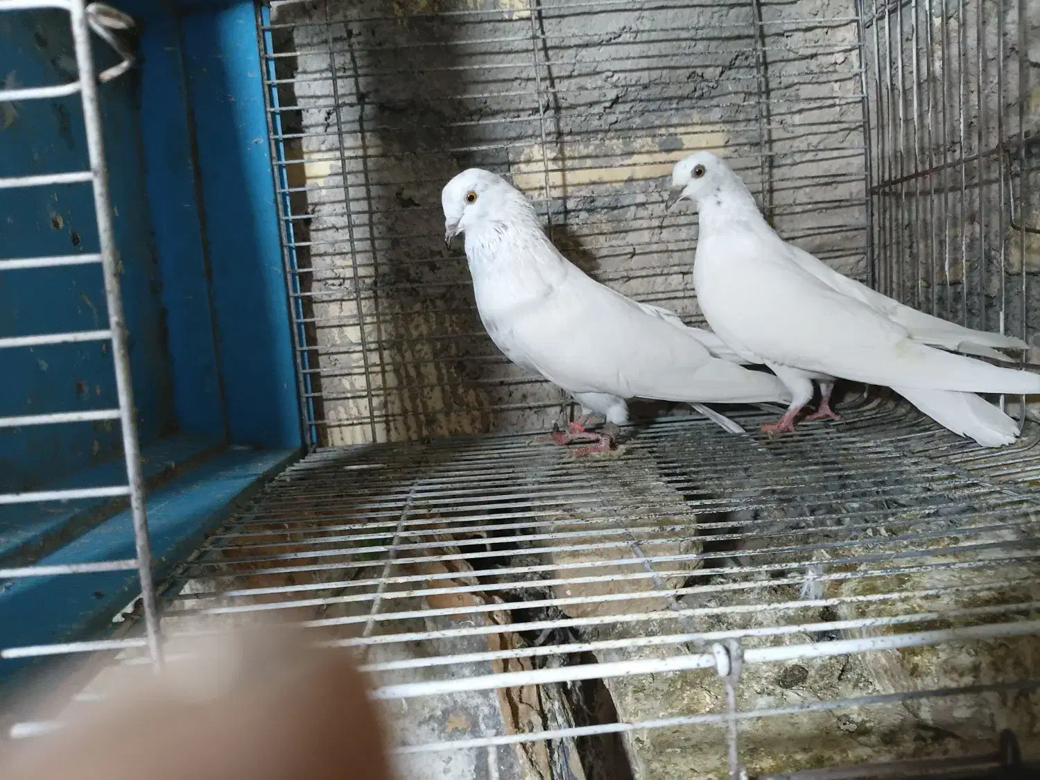 فروشی|پرنده|میناب, |دیوار