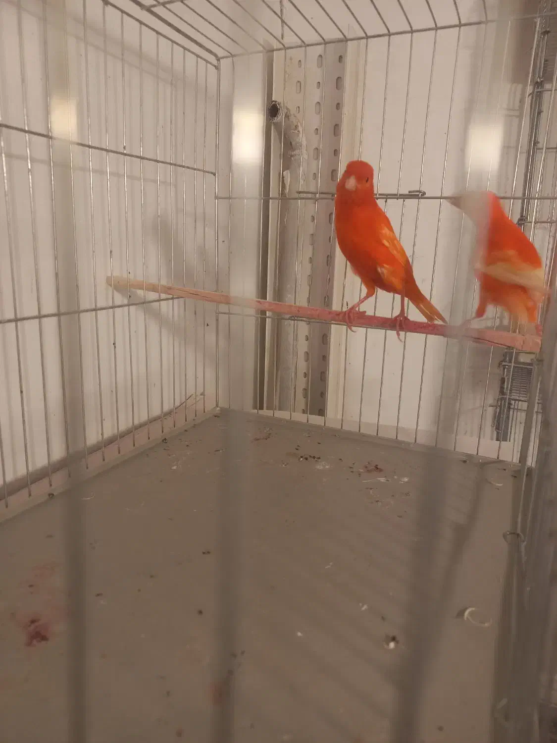 یک جفت قناری رد فاکتور سرخ اورجینال|پرنده|هشتگرد, فاز ۷ مهستان|دیوار