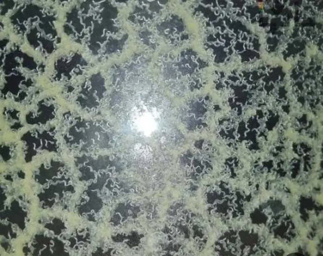 کالچر میکروورم|ماهی|کرمان, |دیوار