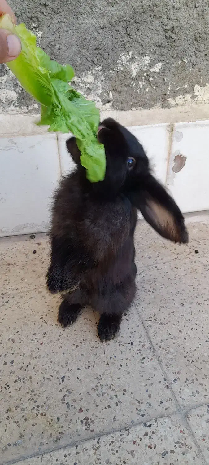 خرگوش لوپ|موش و خرگوش|مشهد, قائم|دیوار