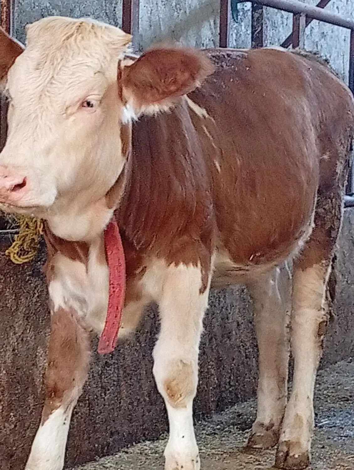 دو راس گوساله سیمینتال ماده و نر امریکایی|حیوانات مزرعه|قائم‌شهر, |دیوار