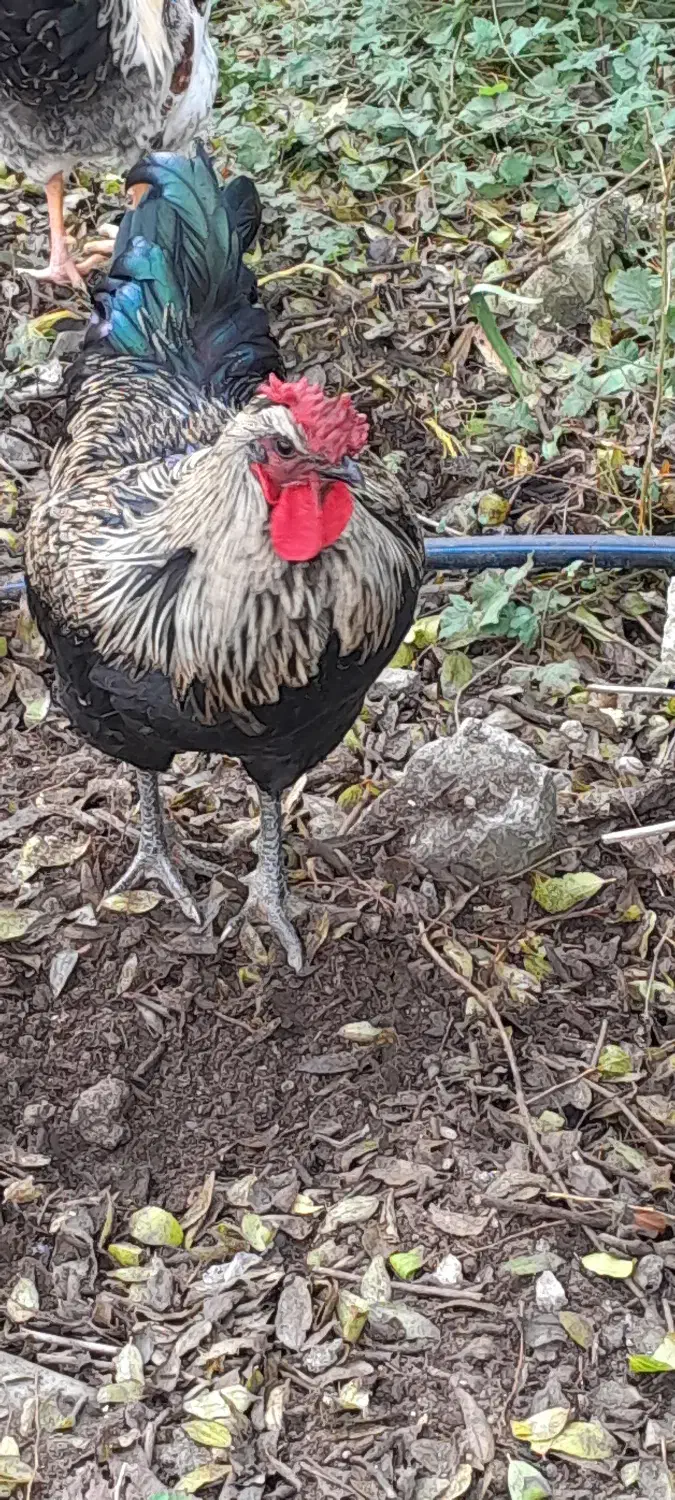 خروس اصیل و زیبا و آواز خوان|حیوانات مزرعه|ایزدشهر, |دیوار