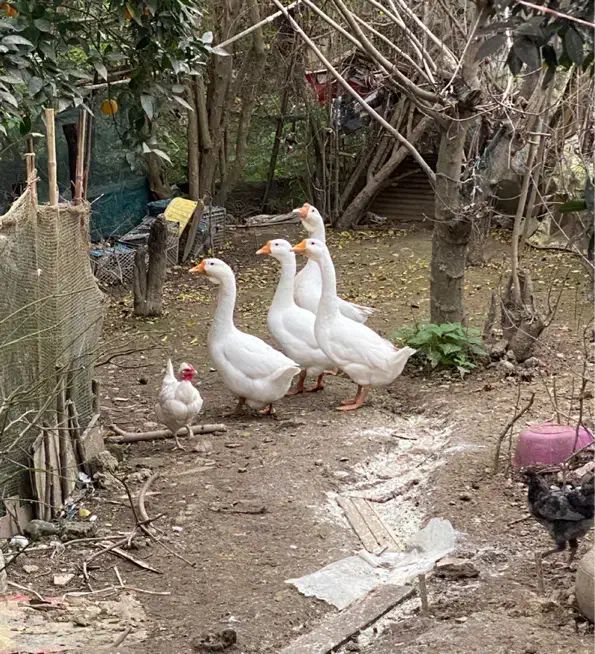 غوغاز سالم|حیوانات مزرعه|رشت, یخسازی|دیوار