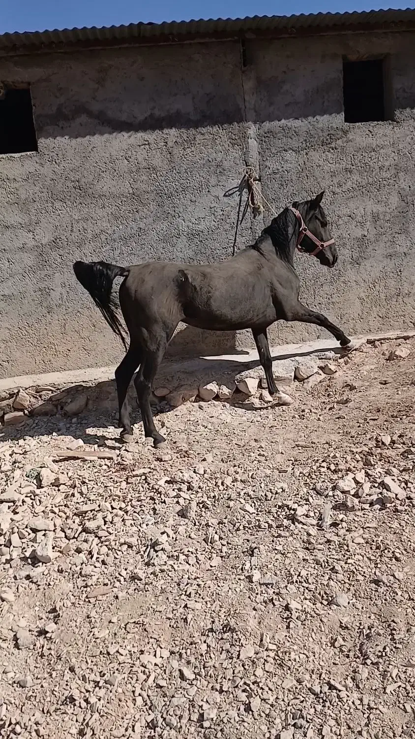 اسب نریان|اسب و تجهیزات اسبسواری|ایلام, |دیوار