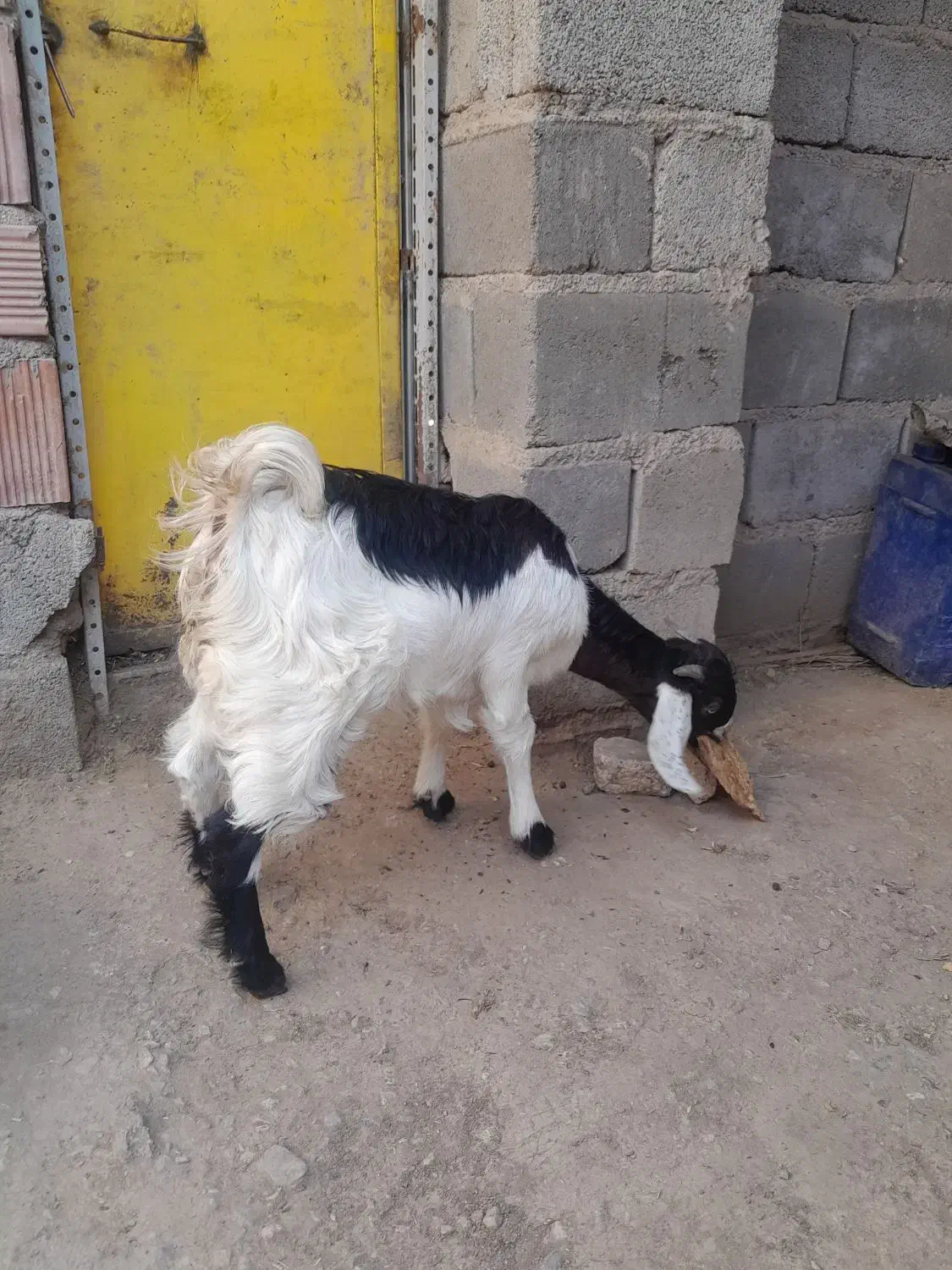 کهره ماده|حیوانات مزرعه|کرمان, |دیوار