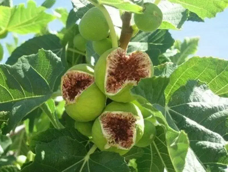 نهال انجیر و سایر نهال ها|خدمات باغبانی و درختکاری|مراغه, |دیوار