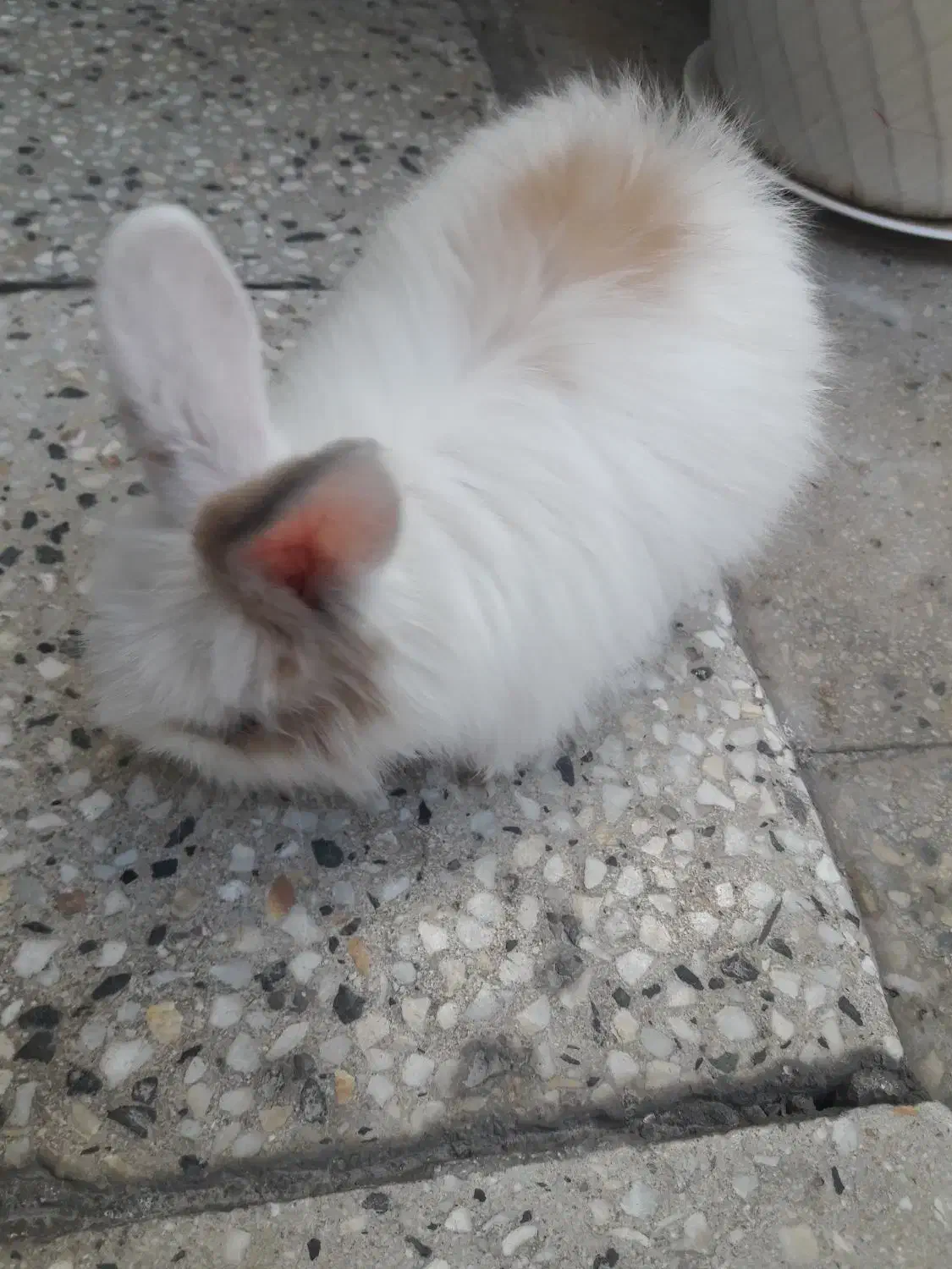 خرگوش|موش و خرگوش|بروجرد, |دیوار