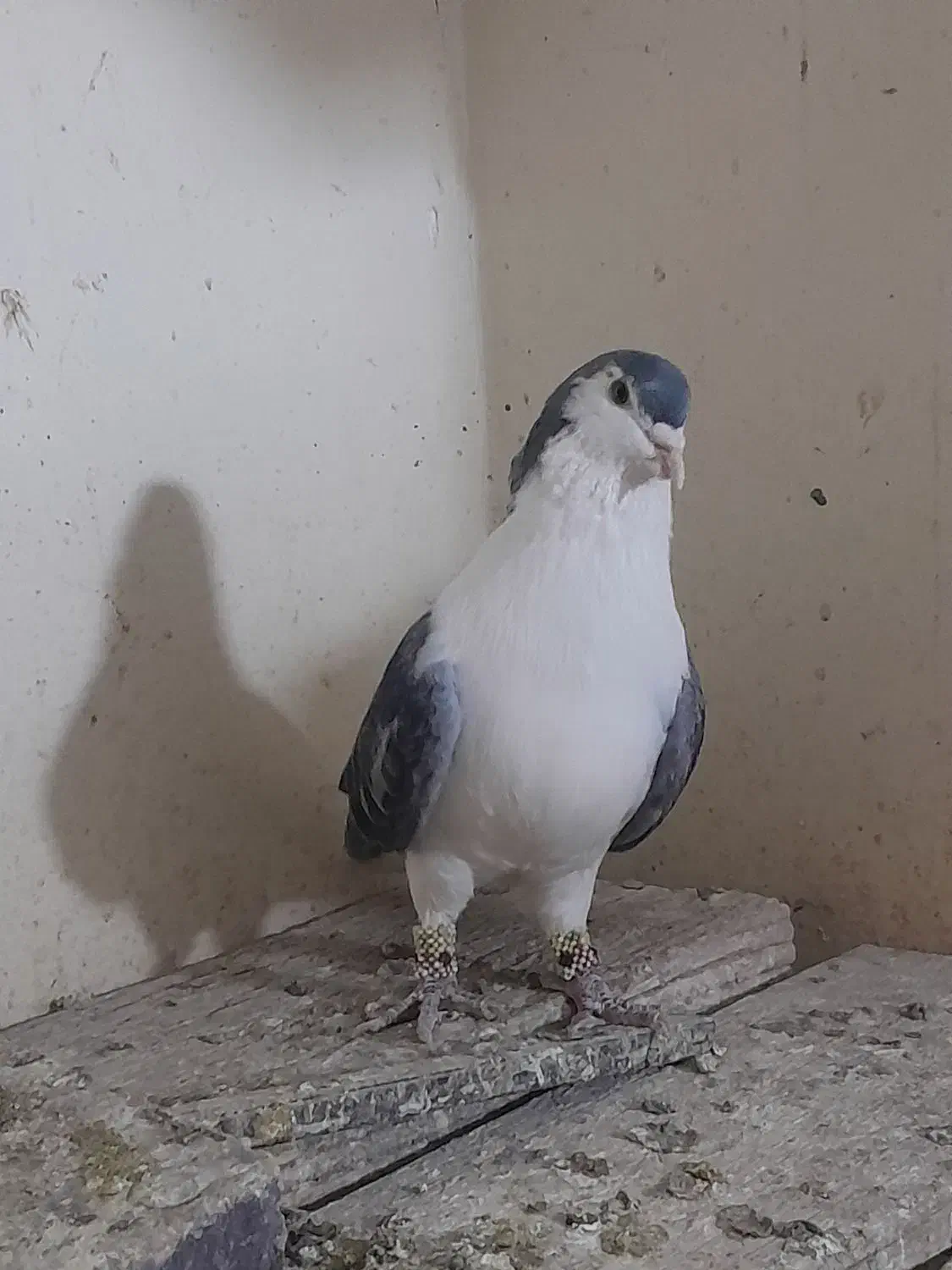 کبوتر پرنده جفت شیرازی سیاه|پرنده|اهواز, کوی رمضان|دیوار