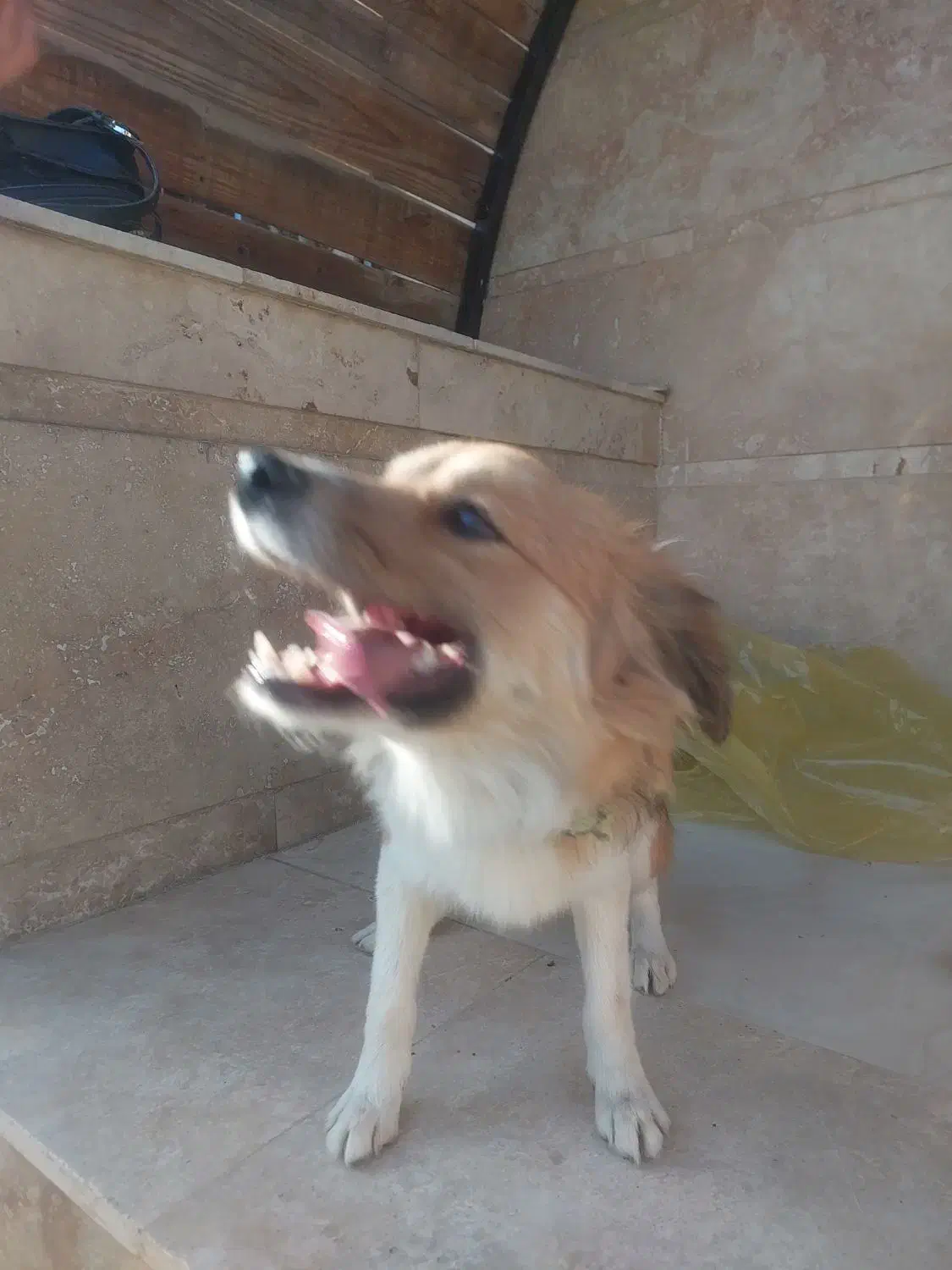 واگذاری سگ|سگ|رباطکریم, پیغمبر|دیوار