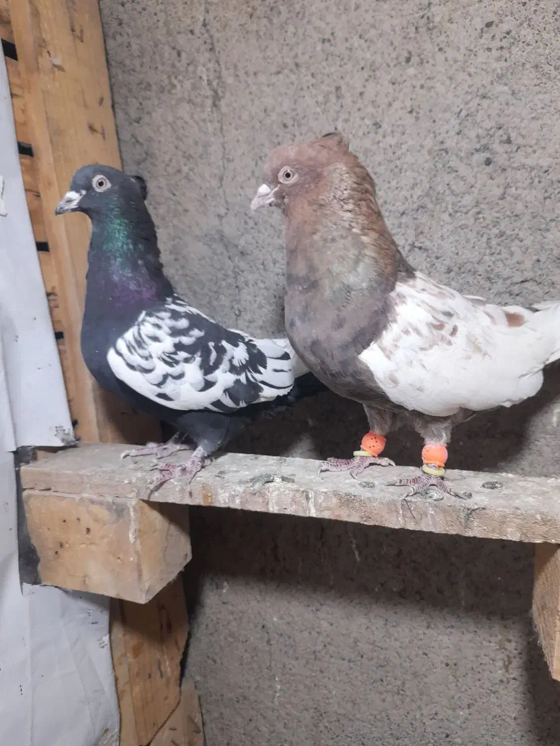 چندجفت رنگه مقبول|پرنده|مشهد, فارغ التحصیلان|دیوار