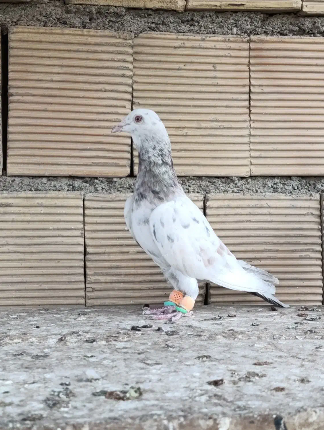 کفتر جفگاه|پرنده|مشهد, نوید|دیوار