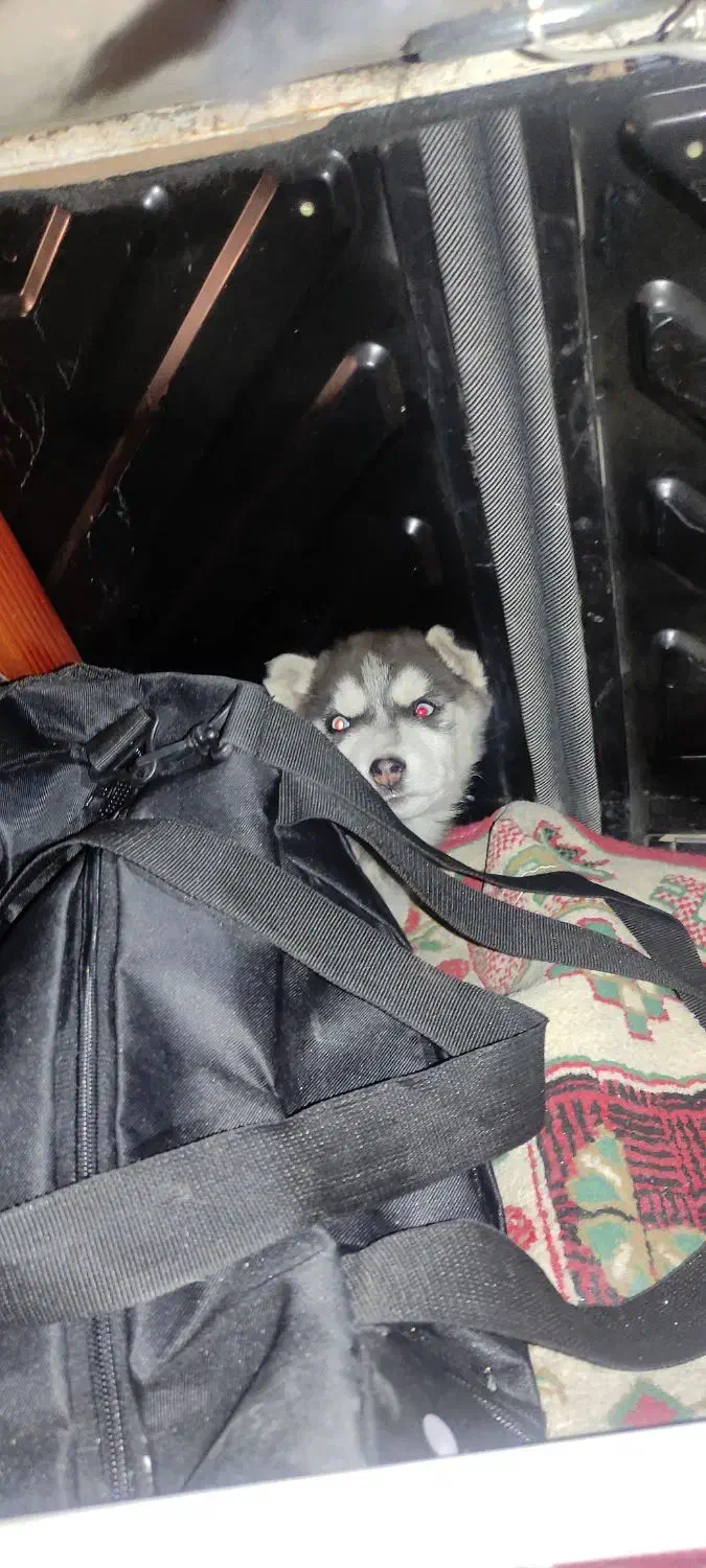 توله هاسکی|سگ|نسیم‌شهر, |دیوار