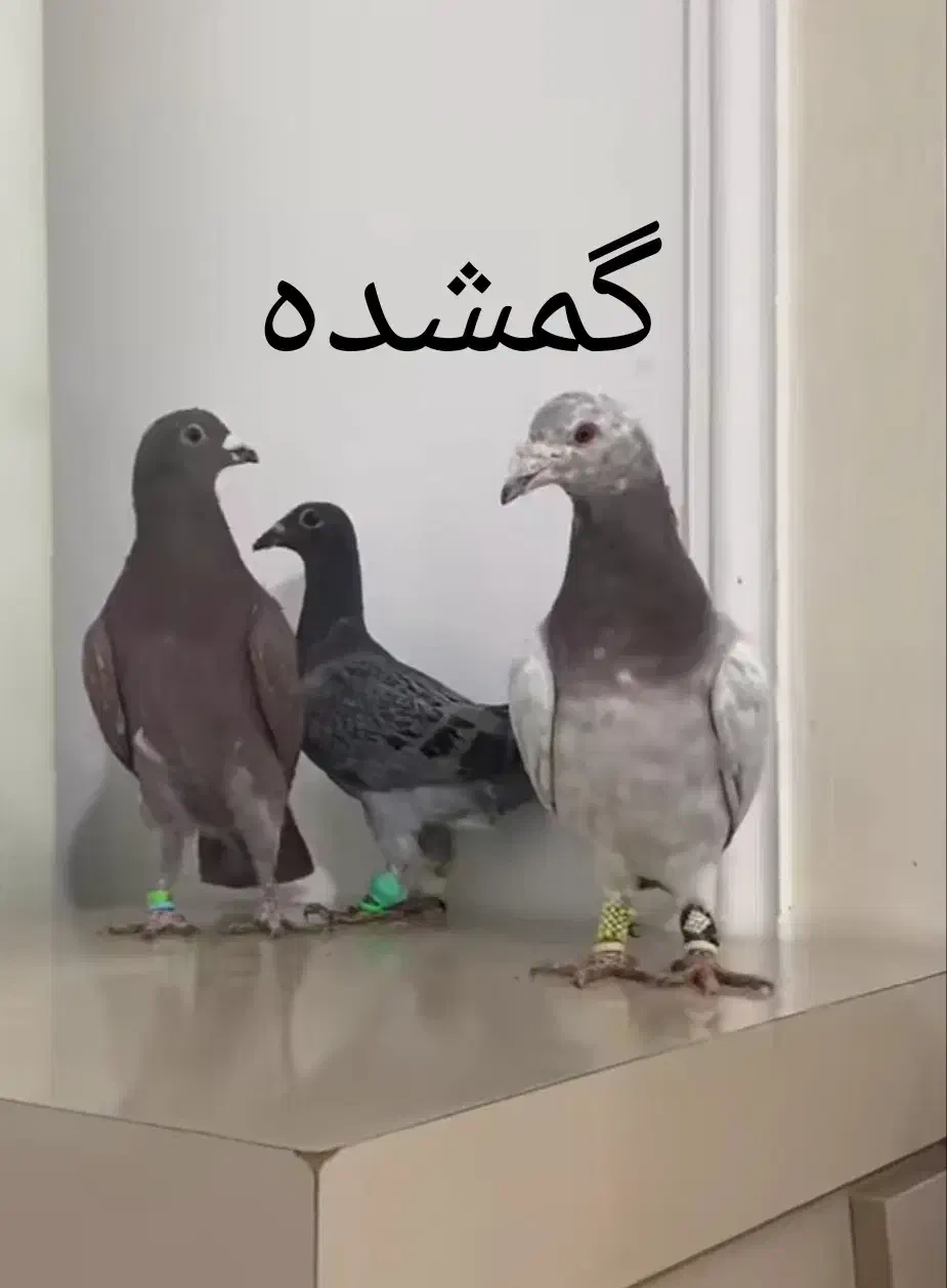 سار و سبز گم شده|حیوانات|مشهد, امیریه|دیوار