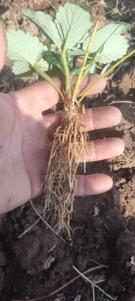 نشاء توت فرنگی در ارقام مختلف|خدمات باغبانی و درختکاری|مریوان, |دیوار