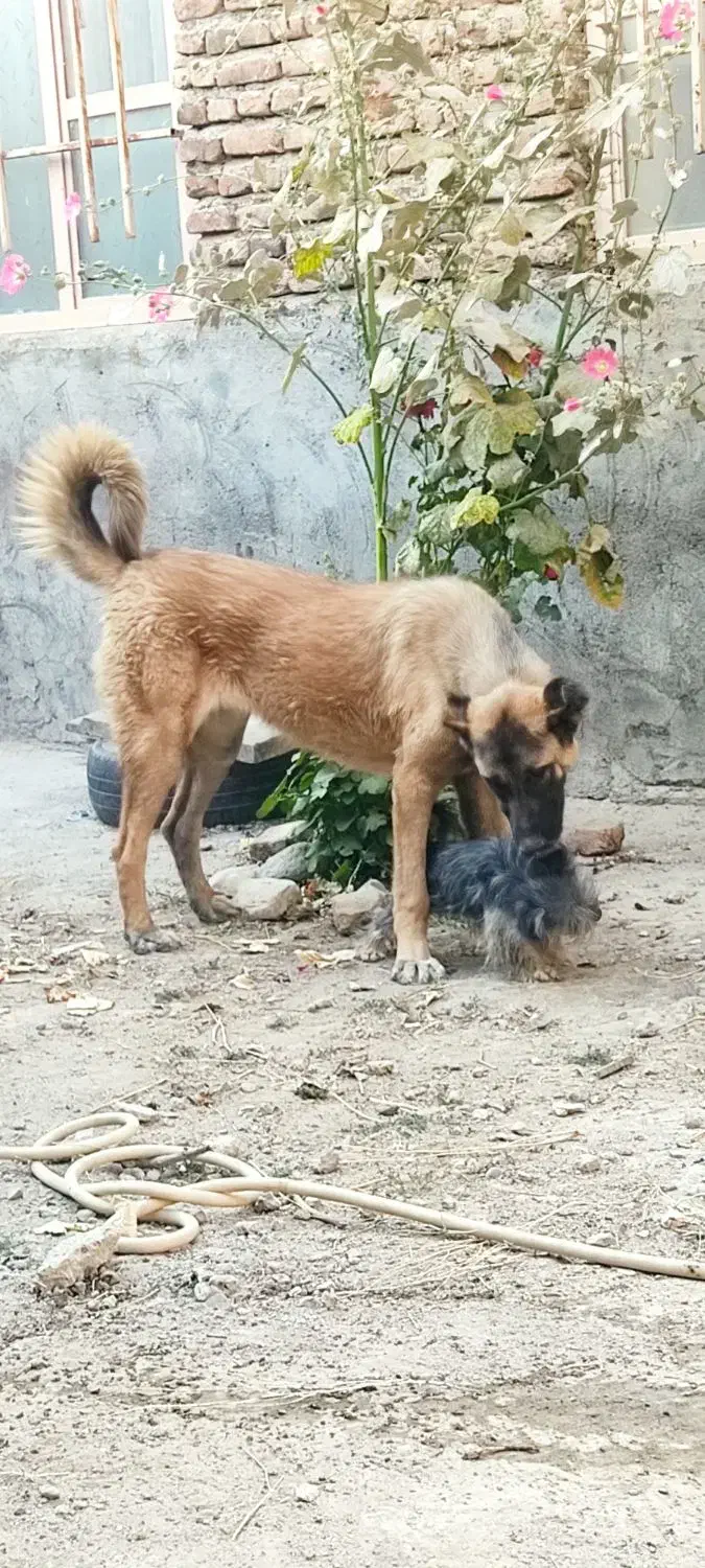 سگ سرابی ماده اصل|سگ|مراغه, |دیوار