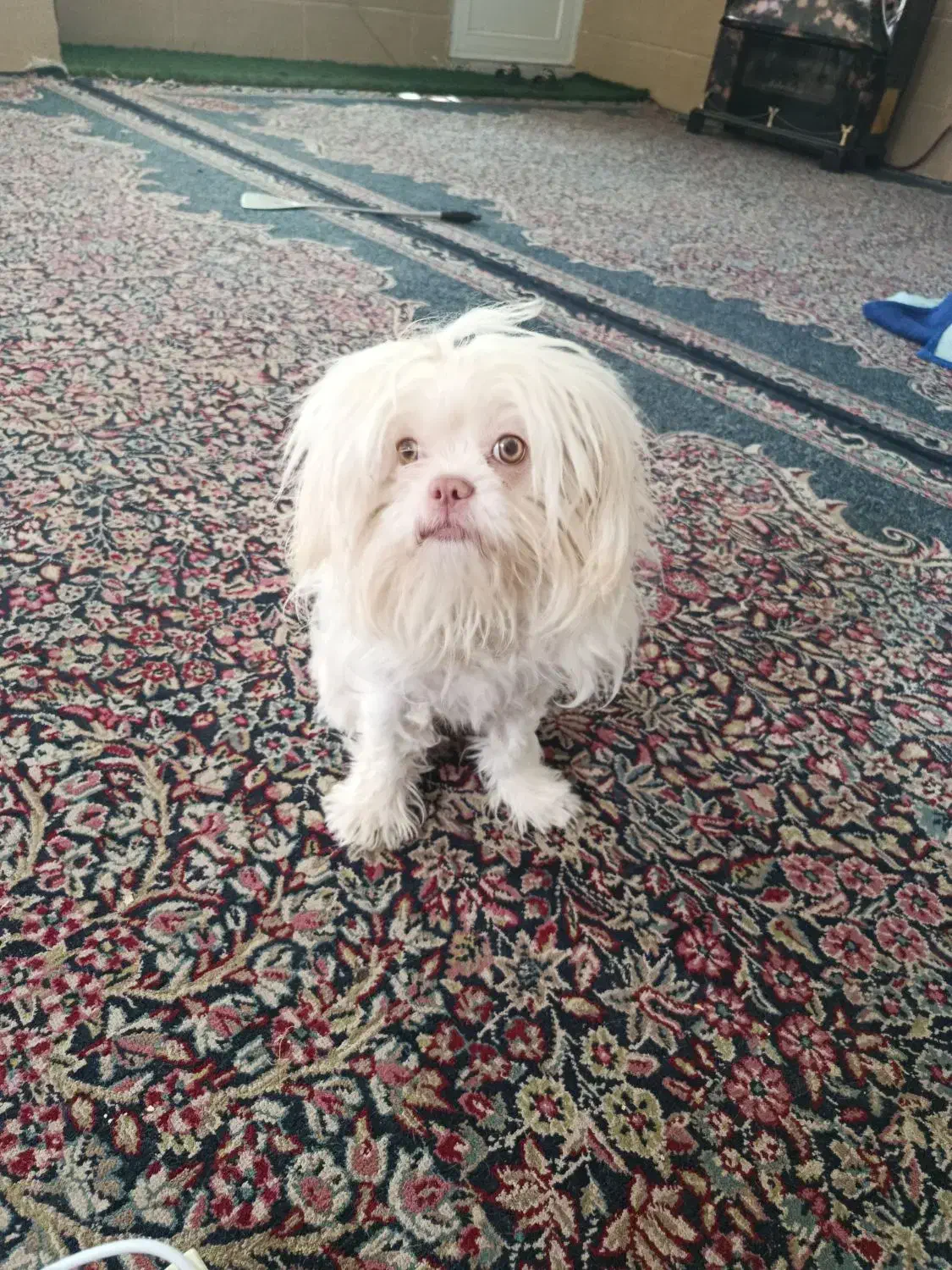 سگ پا کوتاه|سگ|رفسنجان, |دیوار