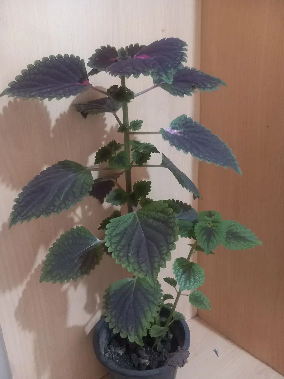 گل.|گل و گیاه طبیعی|اهواز, اهواز|دیوار