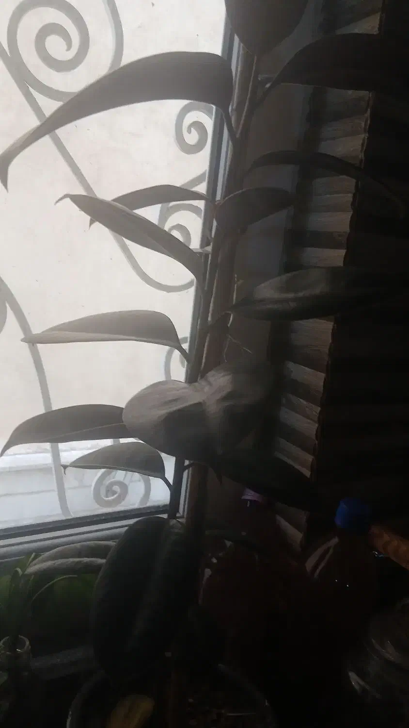 ۵عدد گل سرحال خوشگل بفروش میرسد|گل و گیاه طبیعی|تهران, تهرانپارس غربی|دیوار