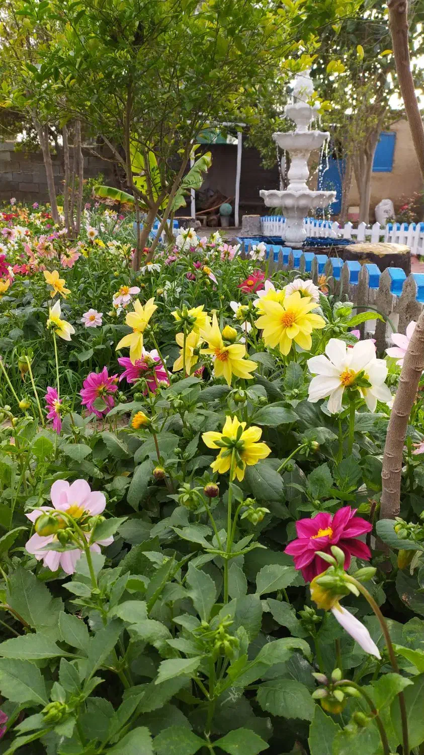 فروش بذر گل بسته ایی35000|گل و گیاه طبیعی|هندیجان, |دیوار