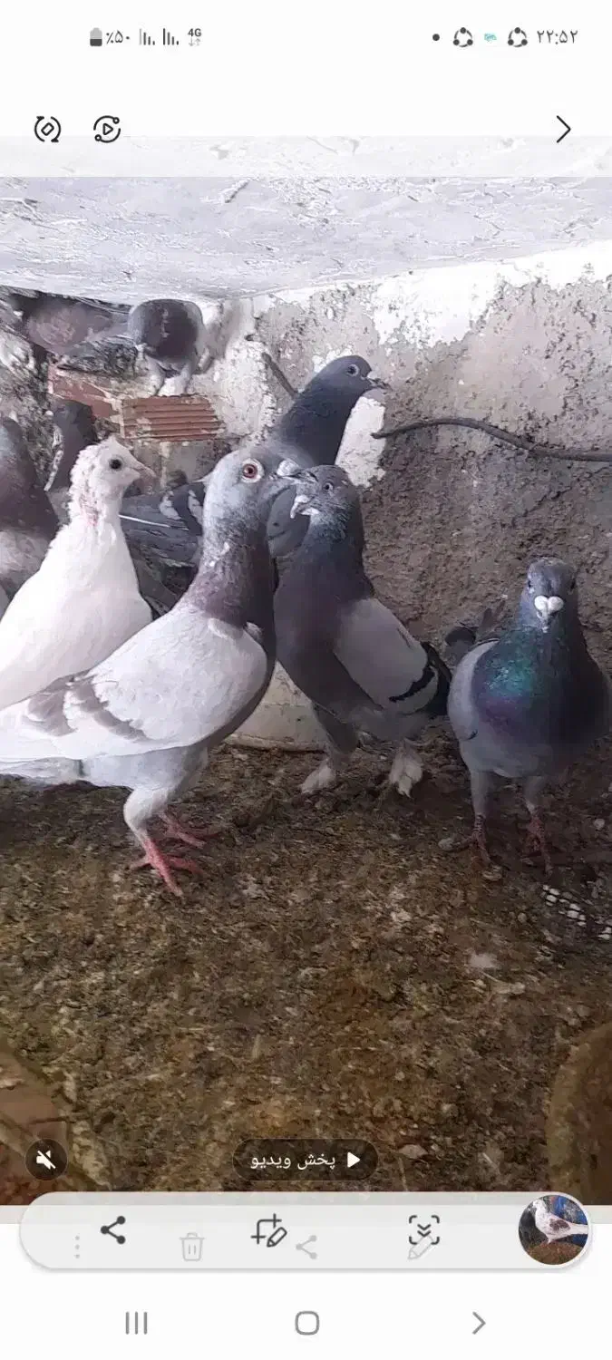 پرنده|پرنده|چرداول, |دیوار