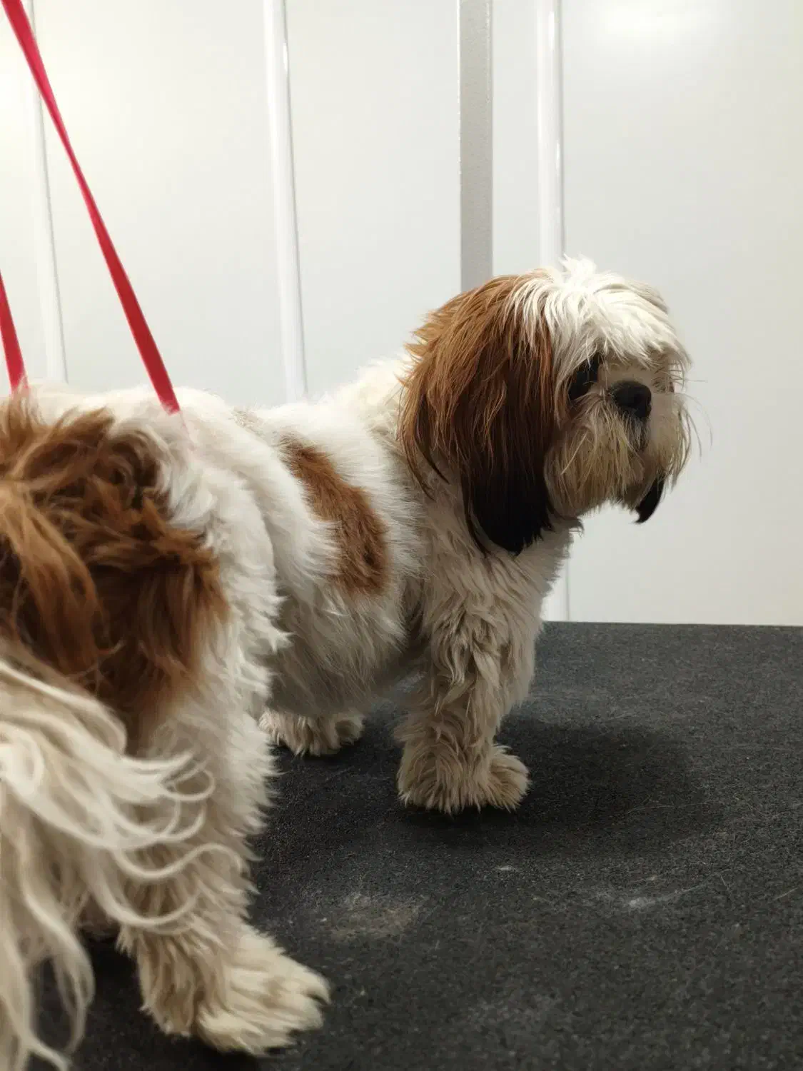 اصلاح و پیرایش حیوانات خانگی|خدمات آرایشگری و زیبایی|شاهین‌شهر, شهرک میلاد|دیوار