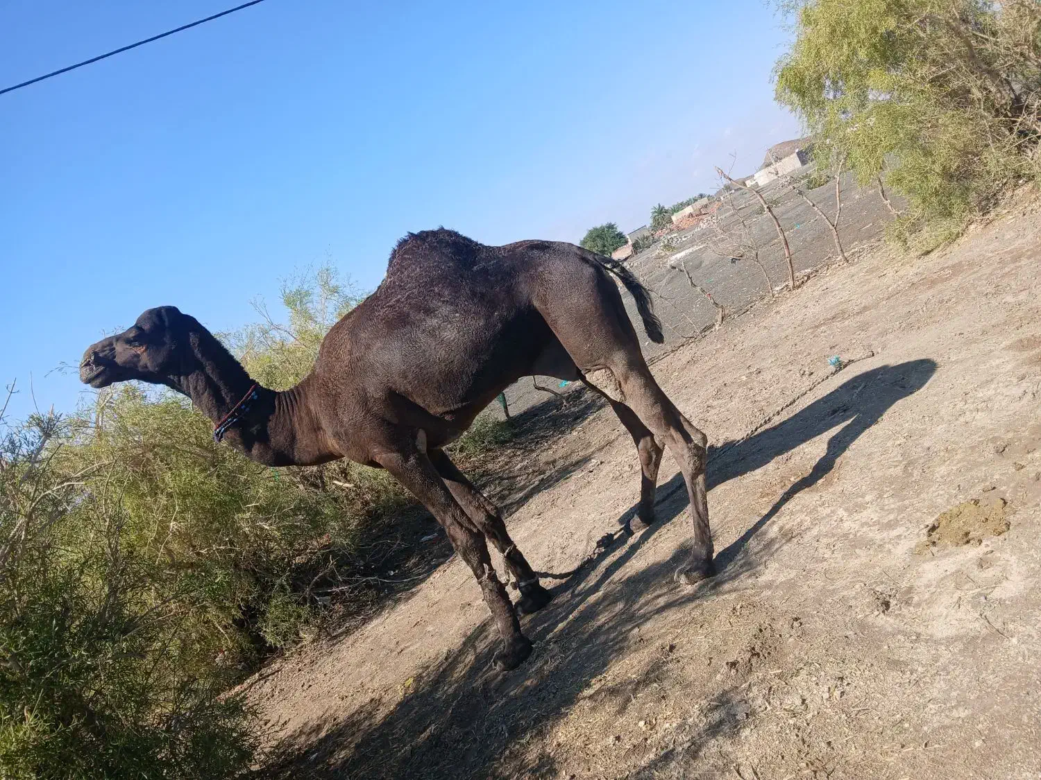 لوک جوان|حیوانات مزرعه|لاشار, |دیوار