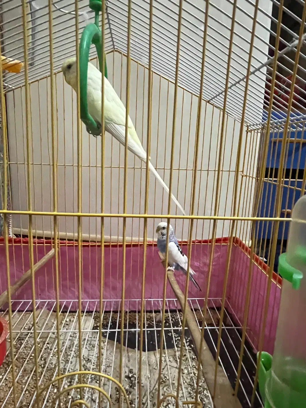 قفس|لوازم جانبی حیوانات|خوی, |دیوار