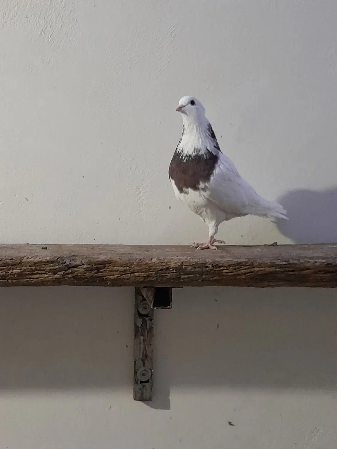 کبوتر طوقی|پرنده|خمینی‌شهر, |دیوار