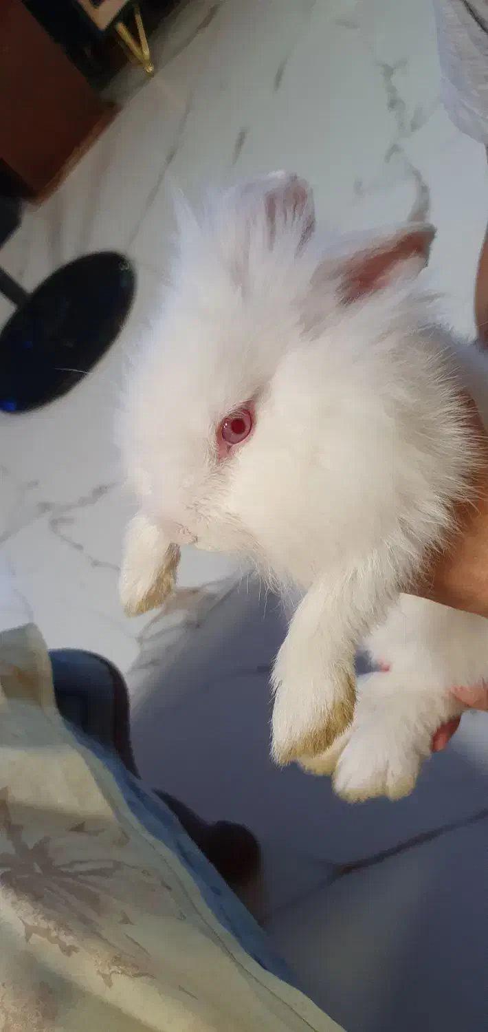 خرگوش لوپ|موش و خرگوش|تهران, دروس|دیوار