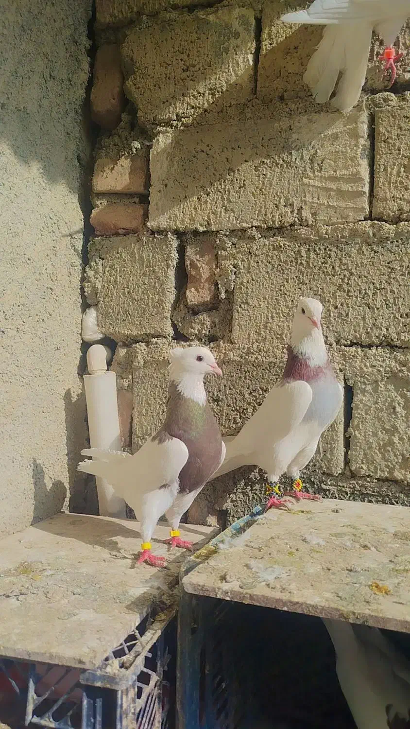 طوقی جفت|پرنده|نقده, |دیوار