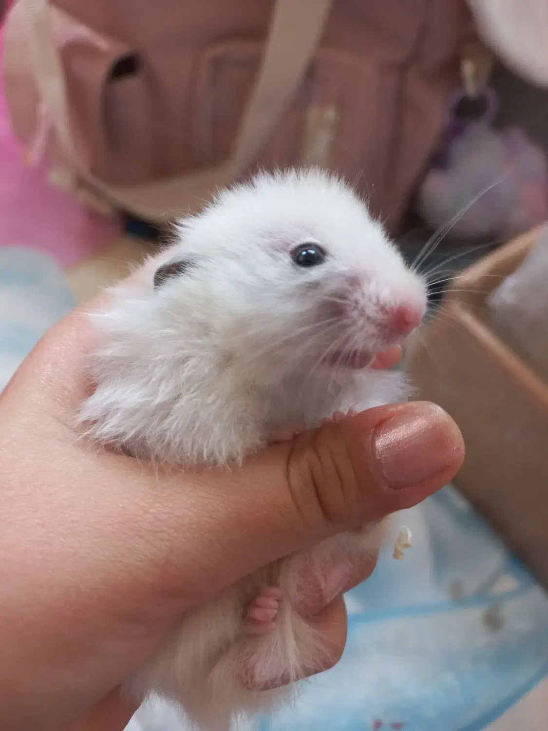 دو عدد همستر|موش و خرگوش|مشهد, حسابی جنوبی (شهرک غرب)|دیوار